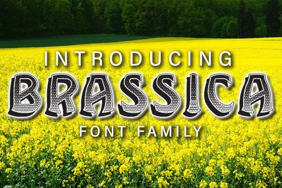 Brassica Display Font Review for Editorial Design